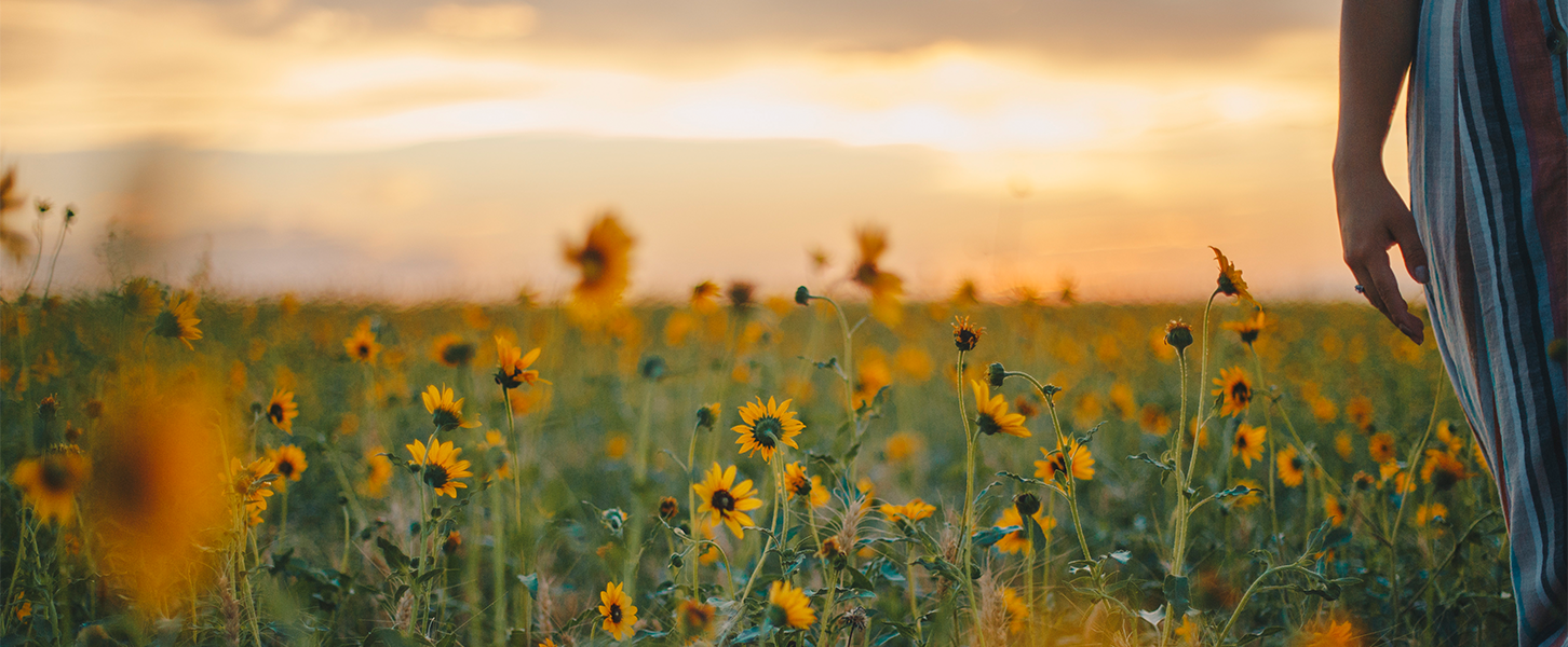 Blogbeitrag: gelbe Blumenwiese im Hochsommer