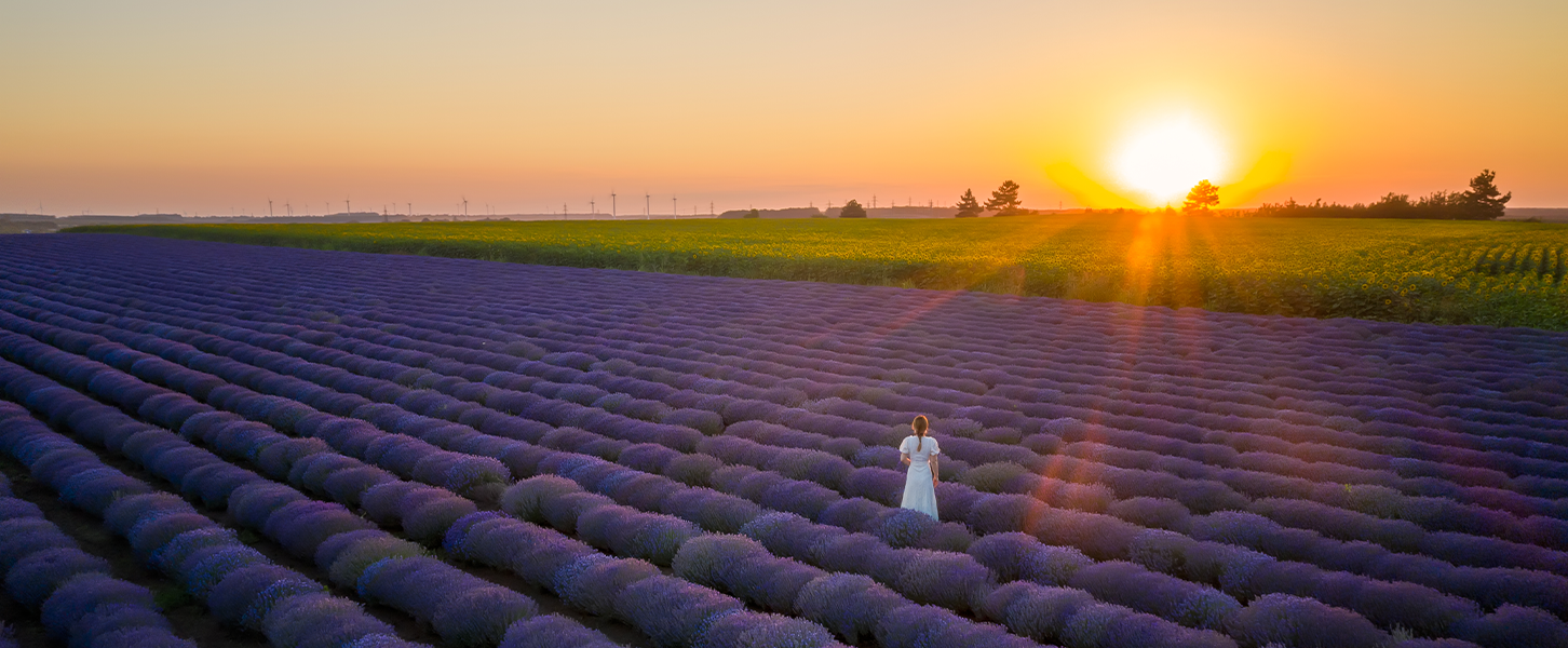 Blogbeitrag Vorsorge unverheirateter Paare - Lavendelfeld im Sonnenuntergang -Headerbild
