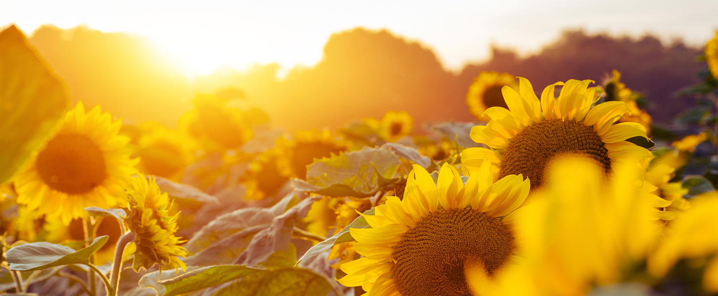 Blog-Beitrag Schenkung oder einfach nur ein Geldgeschenk Headerbild