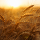 Blog Realkapitalerhalt. Weizenhalme im Sonnenuntergang. Beitragsbild