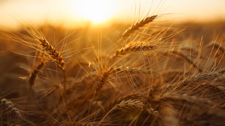 Blog Realkapitalerhalt. Weizenhalme im Sonnenuntergang. Beitragsbild