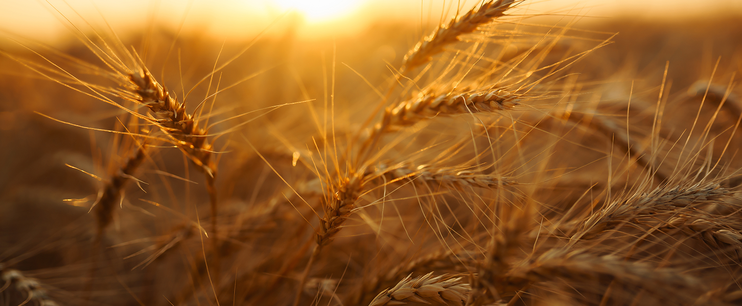Blog-Beitrag Headerbild. Weizenhalme im Sonnenuntergang.