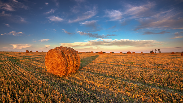 Blog Versorgung im Ruhestand, Heuballen auf einem Feld im Sommer - Teaserbild