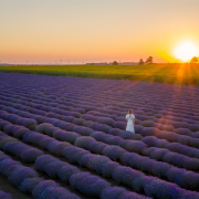 Blog Vorsorge unverheirateter Paare Teaserbild Lavendelfeld im Sonnenuntergang