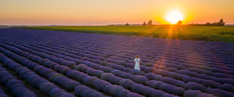 Blog Vorsorge unverheirateter Paare Teaserbild Lavendelfeld im Sonnenuntergang