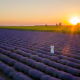 Blog Vorsorge unverheirateter Paare Teaserbild Lavendelfeld im Sonnenuntergang