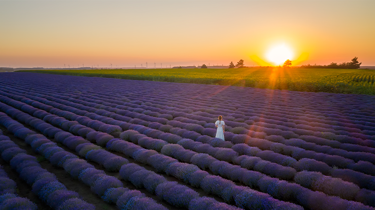 Blog Vorsorge unverheirateter Paare Teaserbild Lavendelfeld im Sonnenuntergang