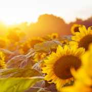 Blog-Beitrag Schenkung oder einfach nur ein Geldgeschenk Teaserbild Sonnenblumen im Sonnenuntergang