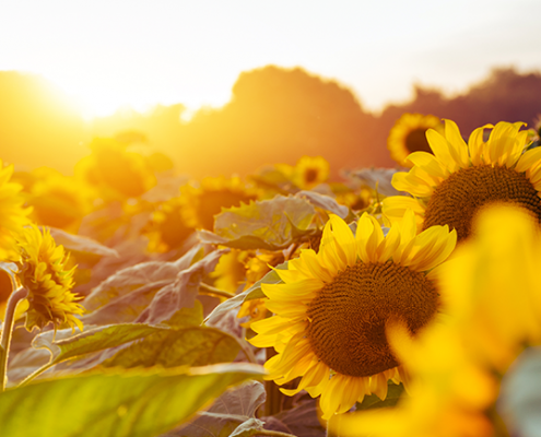 Blog-Beitrag Schenkung oder einfach nur ein Geldgeschenk Teaserbild Sonnenblumen im Sonnenuntergang