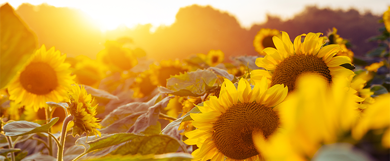 Blog-Beitrag Schenkung oder einfach nur ein Geldgeschenk Teaserbild Sonnenblumen im Sonnenuntergang